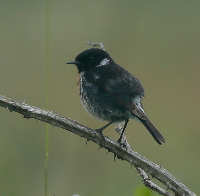 Stonechat