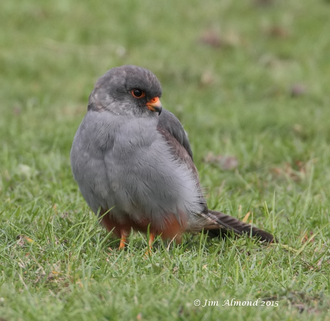 Red-footed Falcon