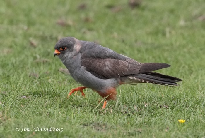 Red-footed Falcon