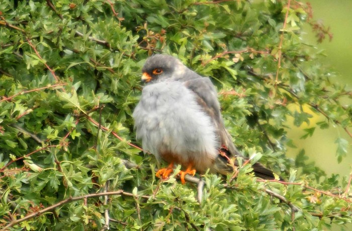 Red-footed Falcon