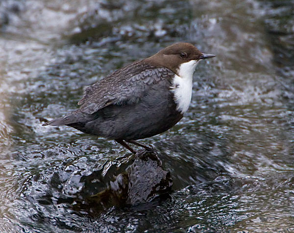 Black-bellied Dipper