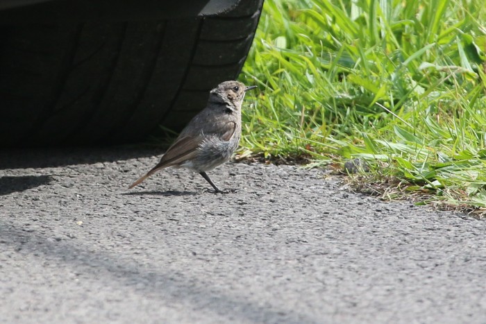 Black Redstart