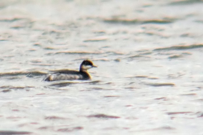 Black-necked Grebe