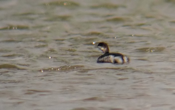 Black-necked Grebe