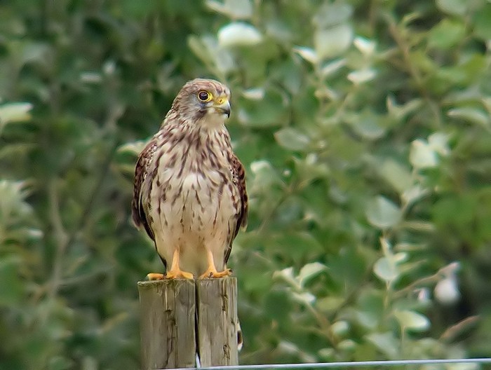 Kestrel