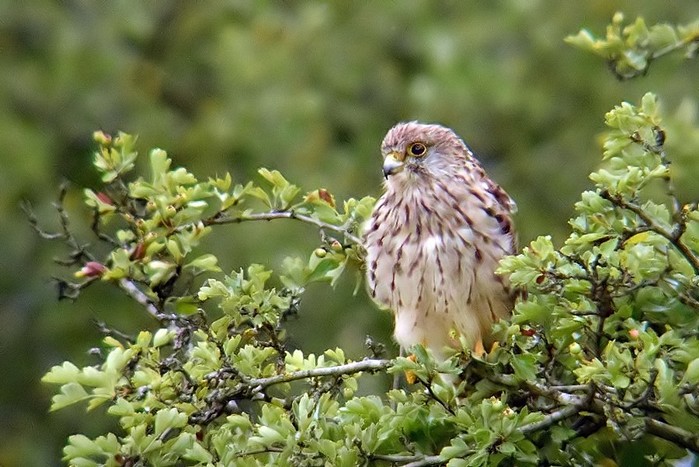 Kestrel