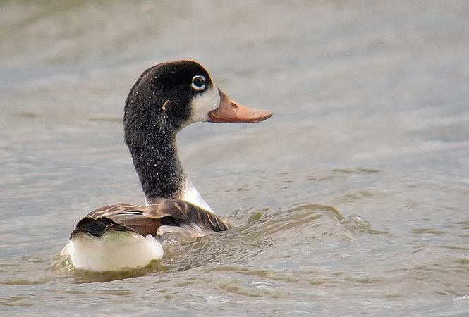 Shelduck
