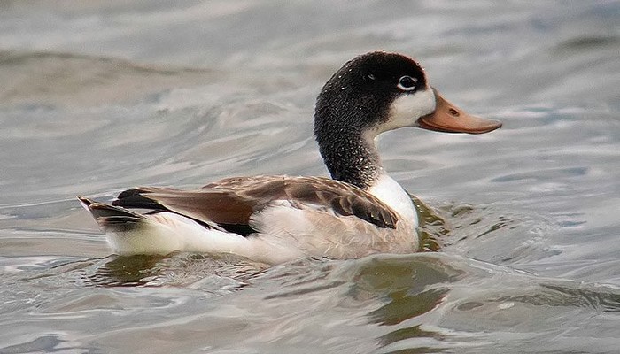 Shelduck