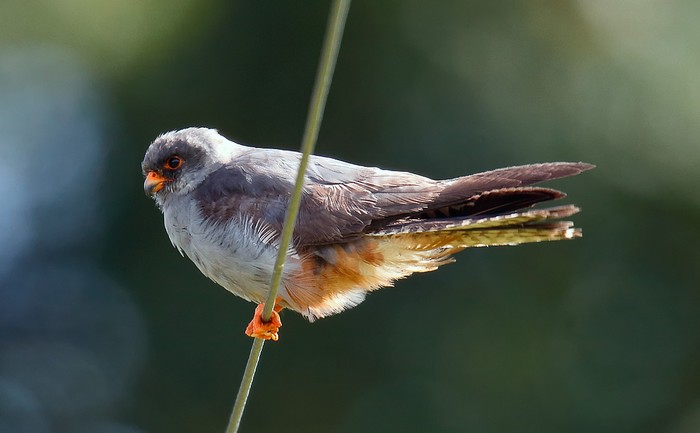 Red-footed Falcon