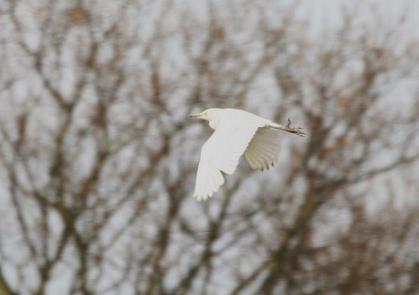 Cattle Egret