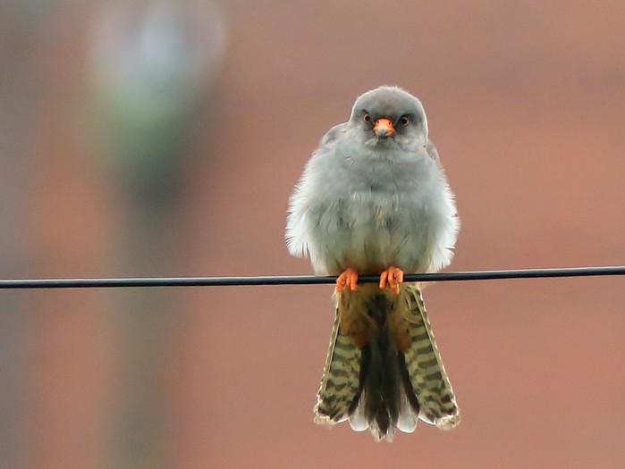 Red-footed Falcon