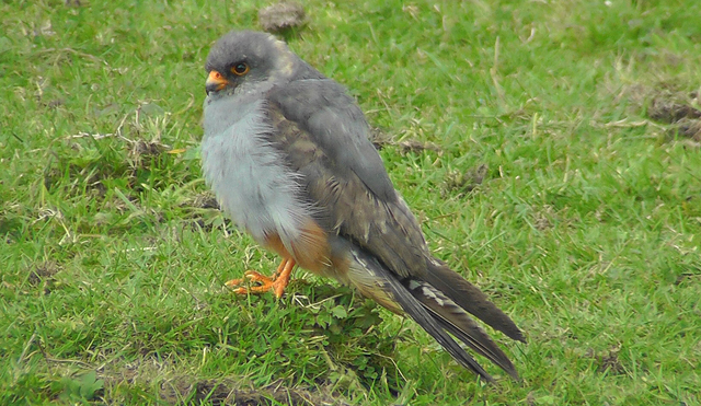Red-footed Falcon