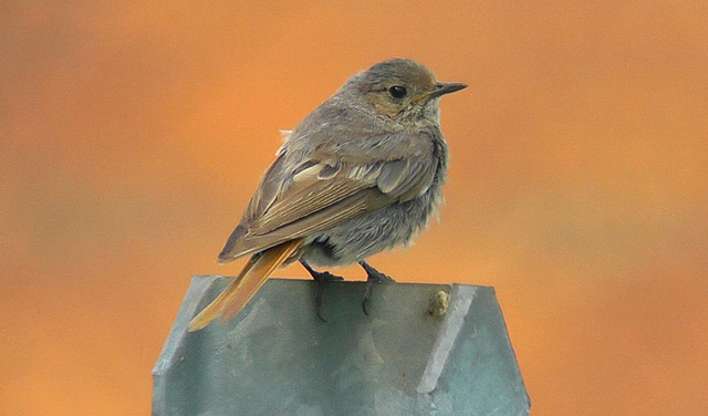 Black Redstart