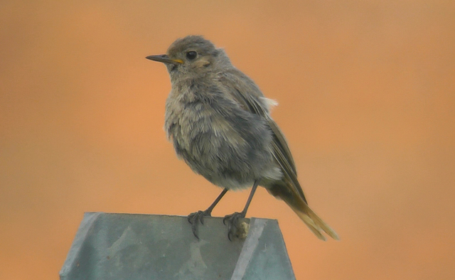 Black Redstart