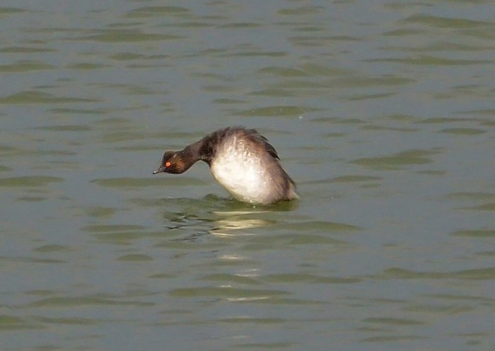 Black-necked Grebe
