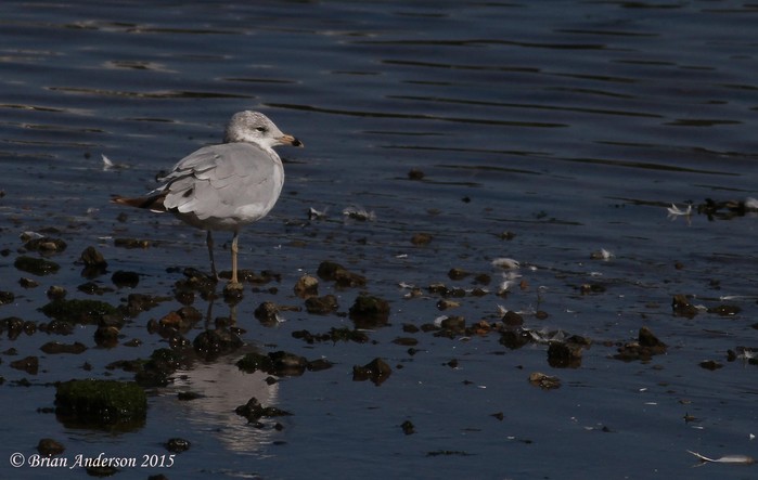 Ring-billed Gull