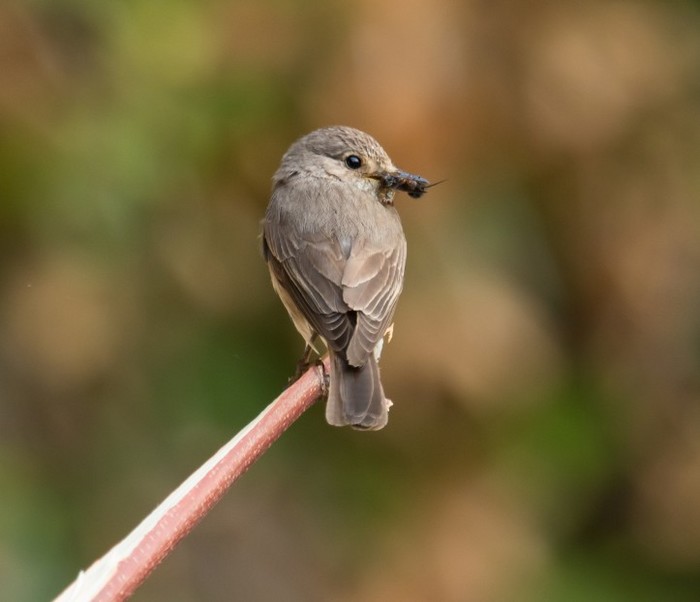 Spotted Flycatcher
