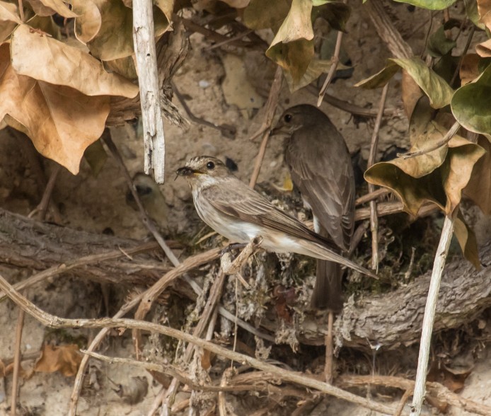 Spotted Flycatcher