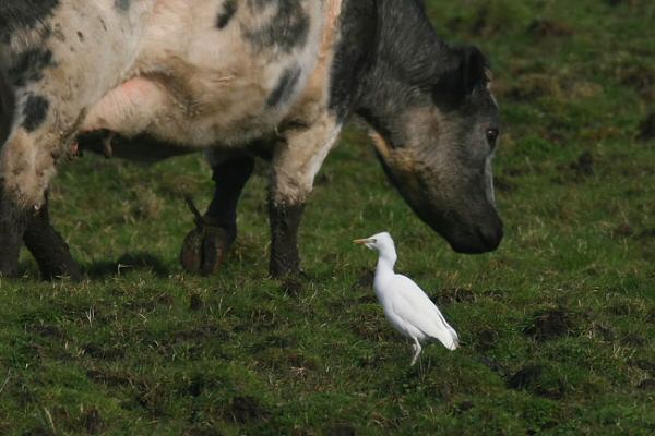 Cattle Egret