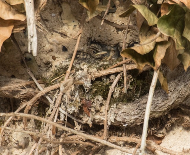 Spotted Flycatcher