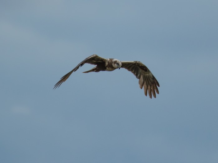 Marsh Harrier