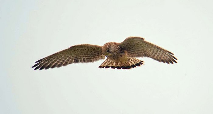 Kestrel