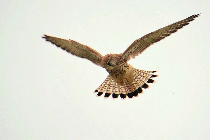 Kestrel
