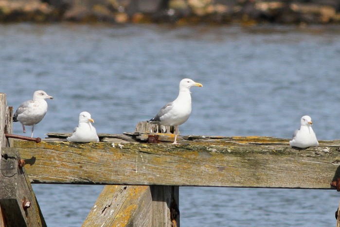Caspian Gull