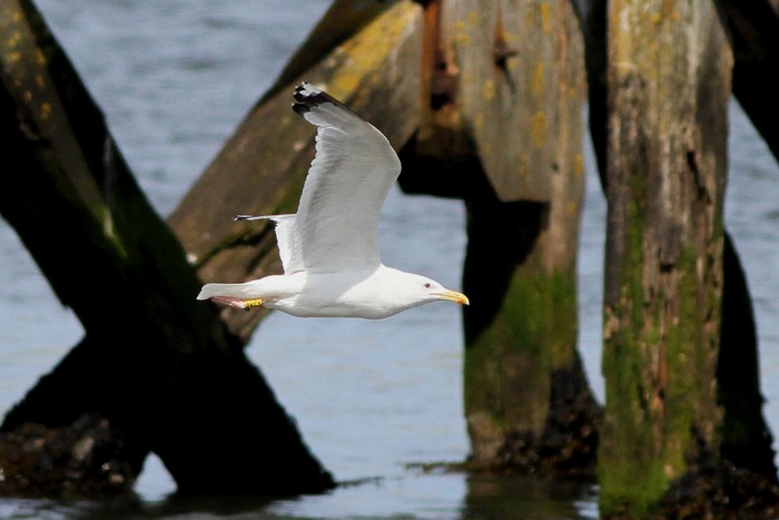 Caspian Gull