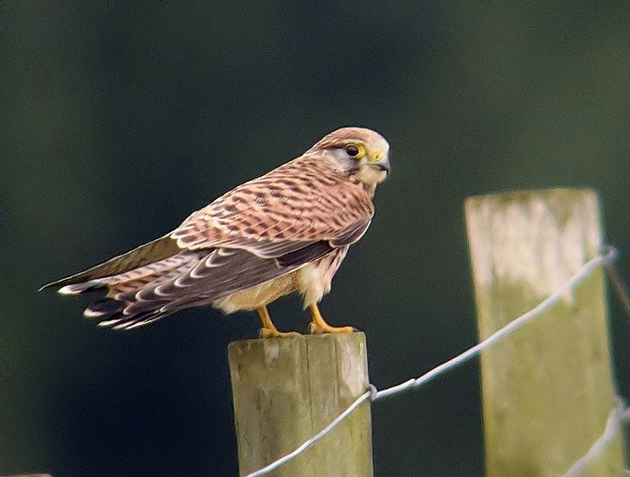 Kestrel