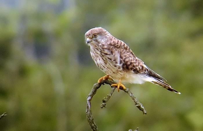 Kestrel