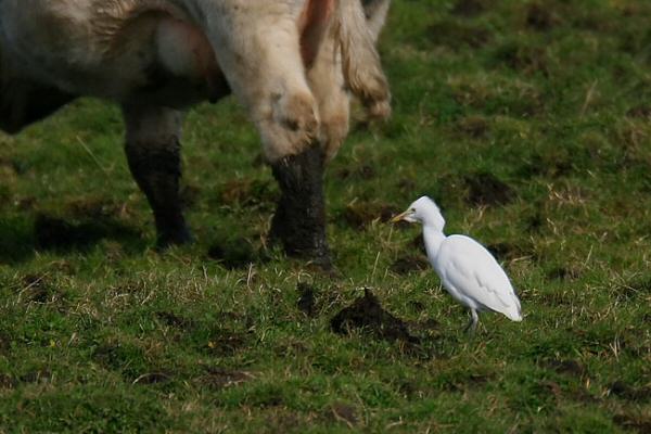 Cattle Egret