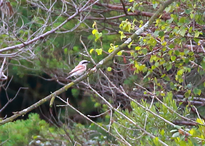 Red-backed Shrike