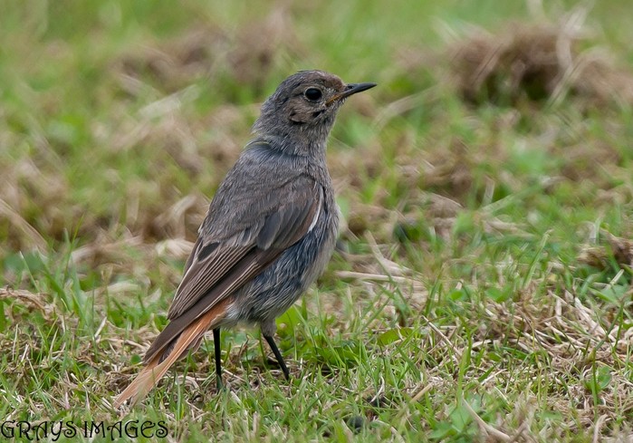Black Redstart