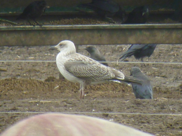 Yellow-legged Gull