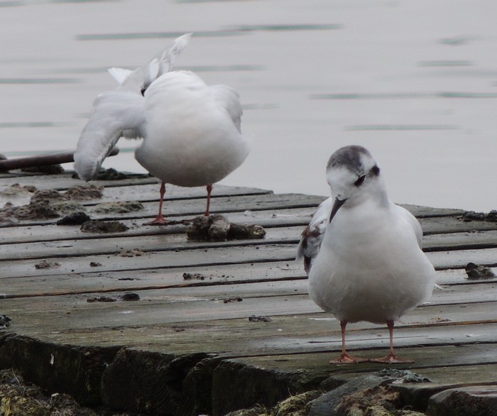 Little Gull