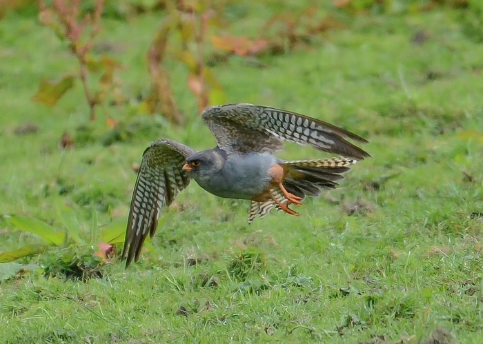 Red-footed Falcon