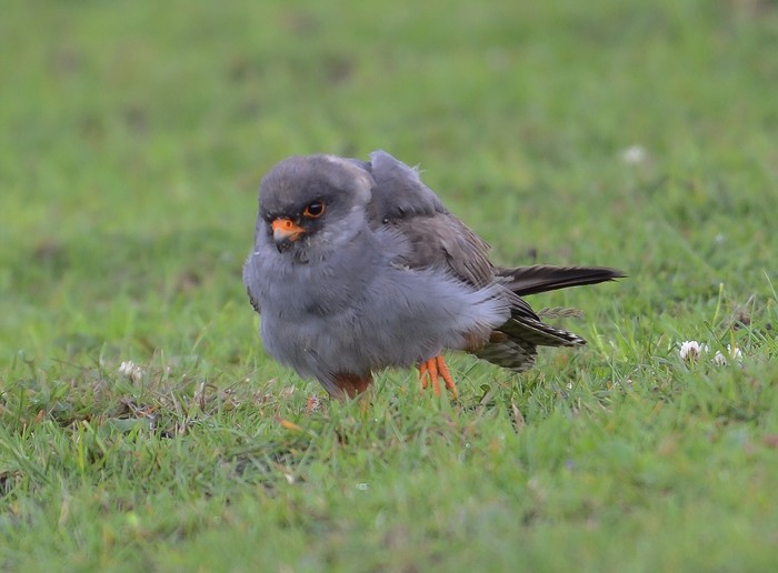 Red-footed Falcon