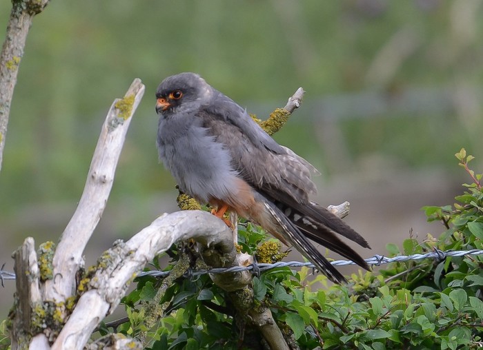 Red-footed Falcon