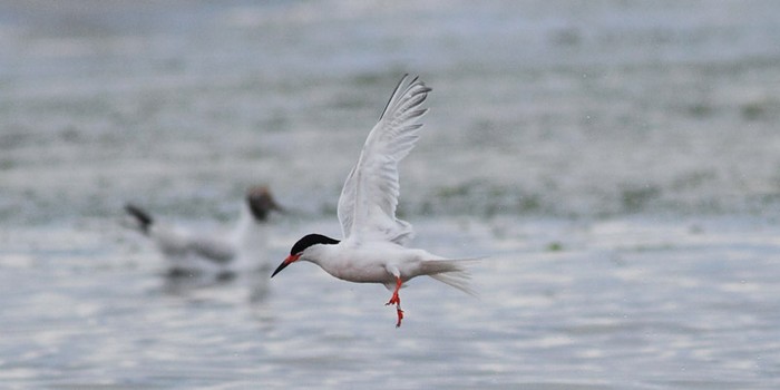 Roseate Tern