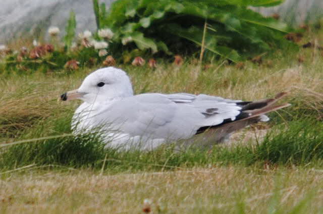 Ring-billed Gull