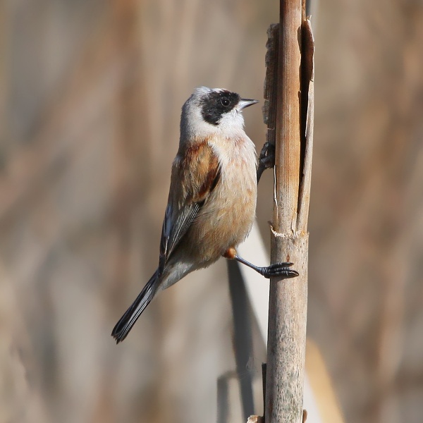 Penduline Tit