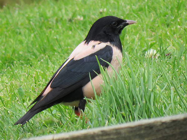 Rose-coloured Starling