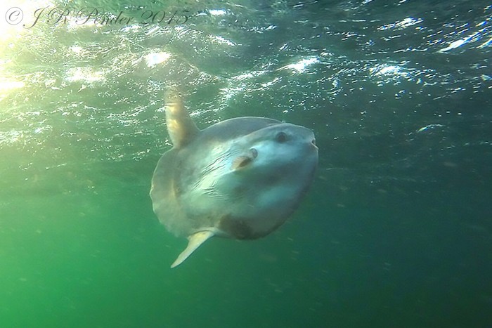 Ocean Sunfish