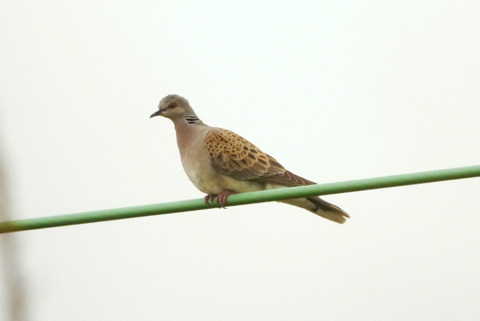 Turtle Dove