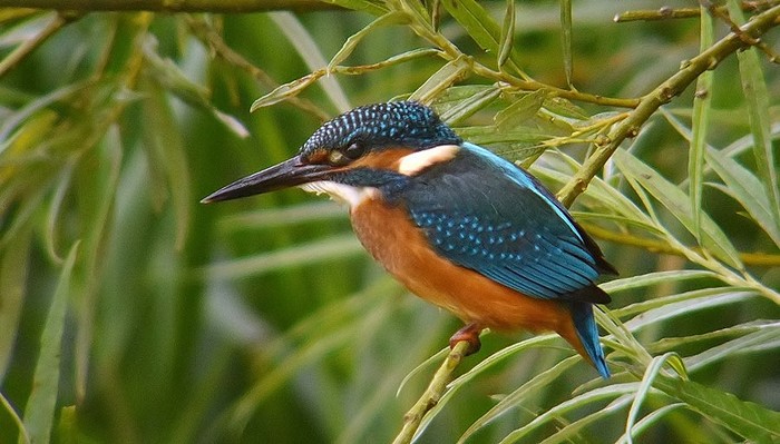 Kingfisher