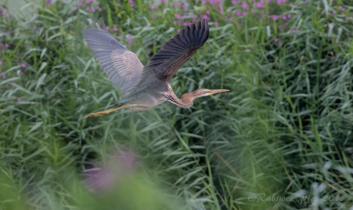 Purple Heron