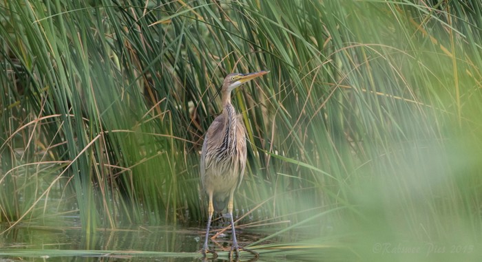 Purple Heron