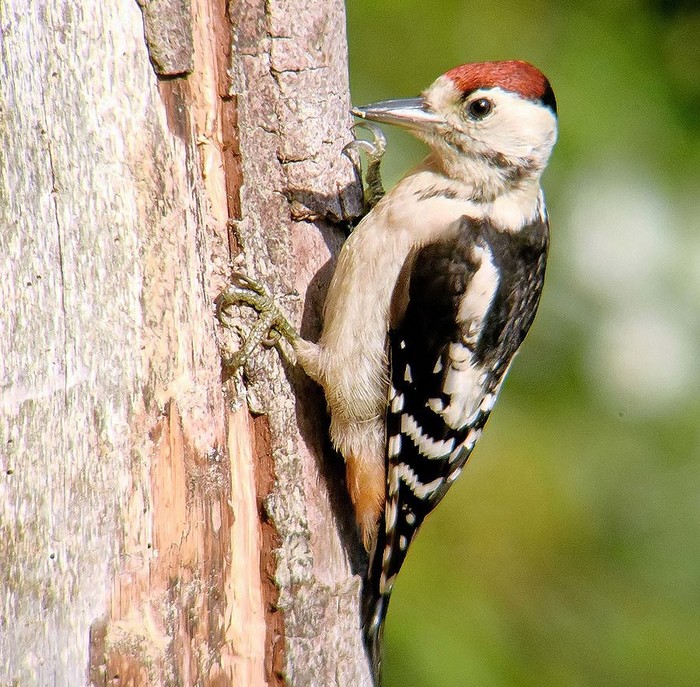 Great Spotted Woodpecker