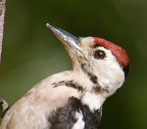 Great Spotted Woodpecker